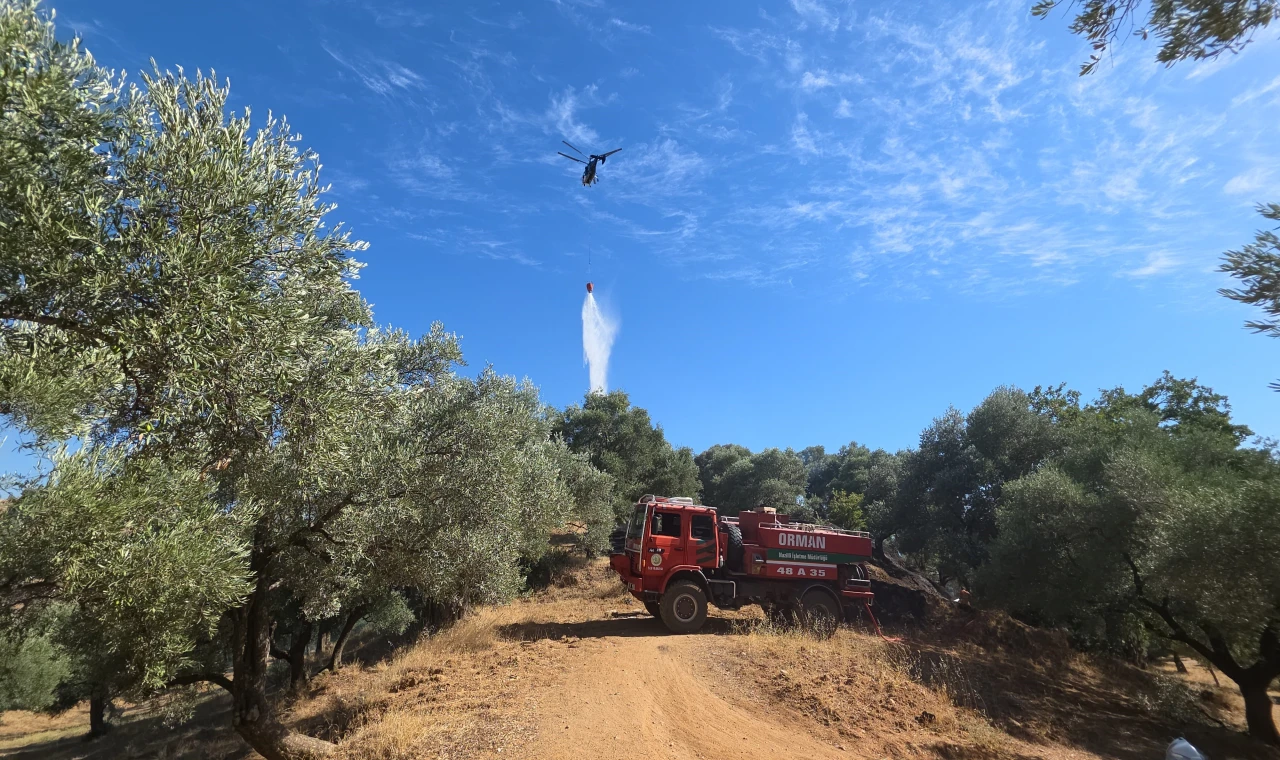 Nazilli’de çıkan yangında 2 dönüm zeytinlik zarar gördü