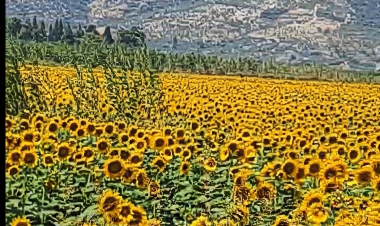 Söke Yolu’nda Ayçiçek Tarlaları Görsel Şölen Sunuyor