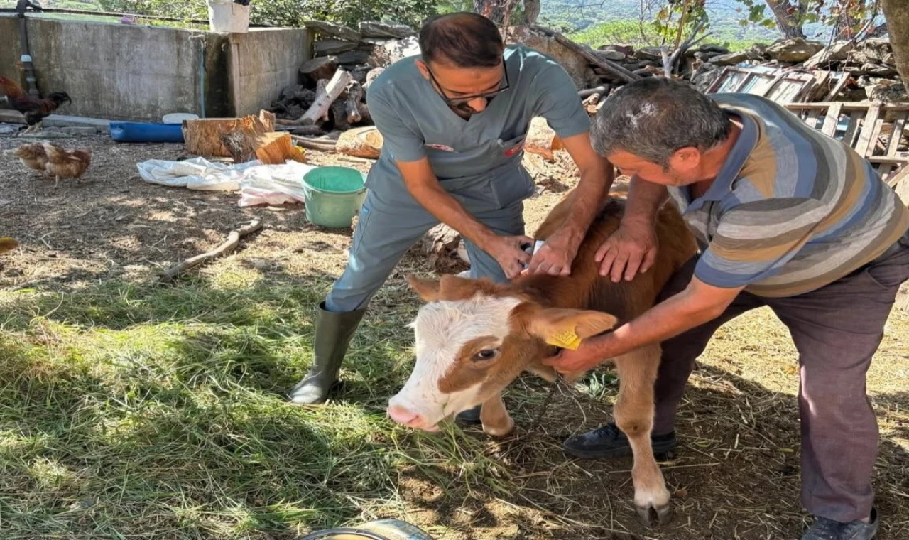 Söke’de sonbahar dönemi şap aşılama çalışmaları sürüyor