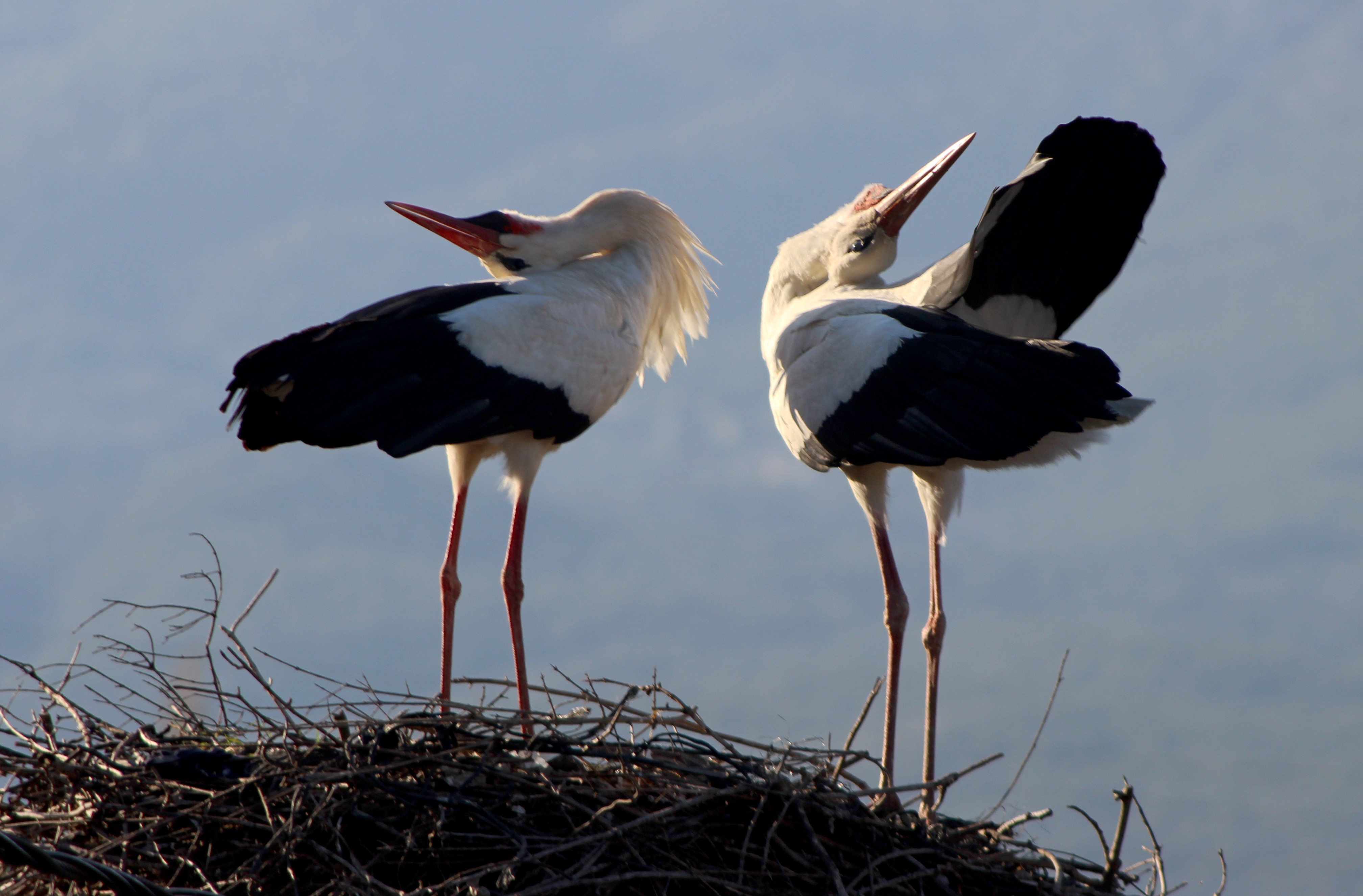 Baharın müjdecisi Leylekler geldi