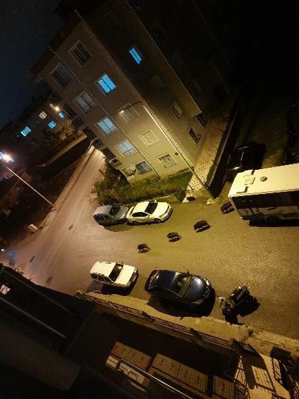 İzmir’de aç kalan domuz sürüsü şehre indi