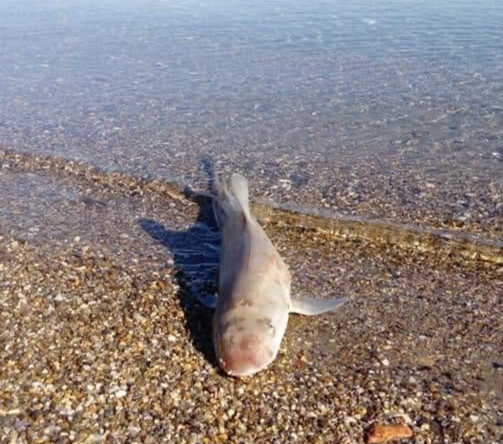 Bodrum'da sahile ölü köpek balığı vurdu