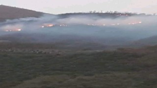    İzmir'de orman yangını: 500 kestane ve meşe ağacı yandı   