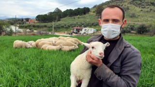   Koyunlarını konser vererek otlatıyor