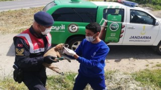  Yaralı köpeğe Aydın Büyükşehir Belediyesi ekipleri sahip çıktı   