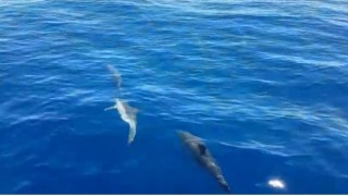 Kuşadası’nda Yunuslar Yelkenliyle Adeta Yarıştı