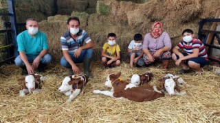 Beşiz Buzağılar 10 Aylık Oldu