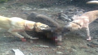 Davar Sürülerine Domuzlar Saldırmaya Başladı