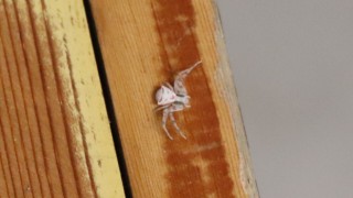 Görenler Şaşırıyor: Türkiye'de 7.Kez Ortaya Çıktı