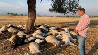 Küçükbaş Sürüsünün Üzerine Yıldırım Düştü
