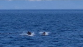 Mavi Sularda Çizgili Yunuslar Görsel Şölen Sundu