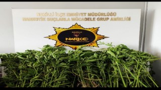 Nazilli'de Sulama Kanalında Hint Keneviri Operasyonu