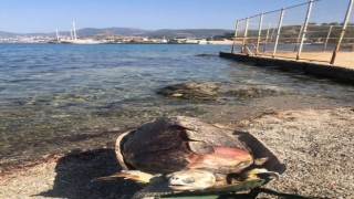 Ölü Deniz Kaplumbağası Kıyıya Vurdu