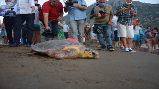    Yeşil Caretta ‘Talay’ Tedavisinin Ardından Uydudan İzlenecek 