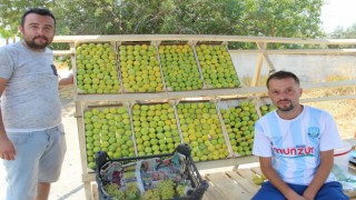 Aydın’ın Milli Meyvesi İncir Tezgahlarda