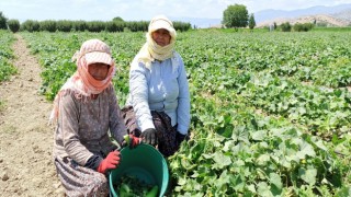 Ekmek Mücadelesinin Zorlu Mesaisi