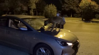 Aydın Polisi Uyuşturucuya Geçit Vermedi