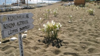 Bu Çiçeği Koparanın Vay Haline