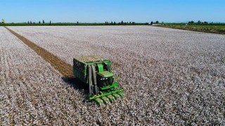 Söke'de Pamuk Toplama Ücretleri Belirlendi