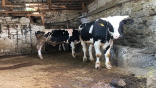 4 İlçede Şap Karantinası