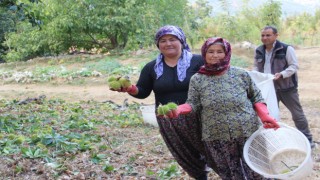Aydın ve İzmir’de kestane hasat sezonu başladı