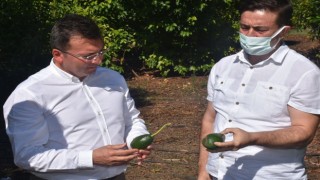 Katma Değeri Yüksek Ürünler Efeler'de Yetişecek