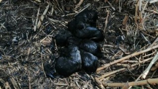 Köpek yavruları yangından son anda kurtarıldı