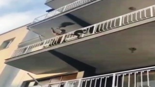 Şaşkın maymun evden kaçtı