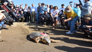 Tedavileri biten carettalar denize kavuştu