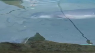 Akdeniz Foku ilgi odağı oldu