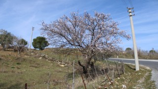 Baharın müjdecisi bademler çiçeklerini gösterdi