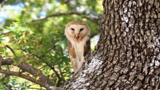 EKODOSD Başkanı Latmos’u koruma çağrısı yaptı