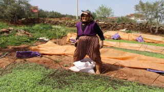 80 yaşındaki Raziye Nine yıllara meydan okuyor