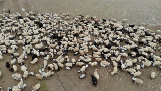 Aydın’da bin 755 üreticiye 4 milyon TL ödenecek