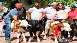 En güzel buzağı seçildi