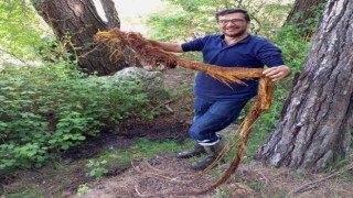 İçme suyu hattından ağaç kökü çıktı