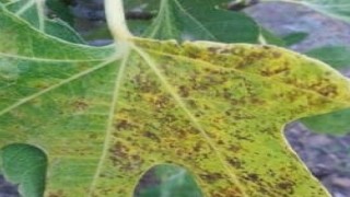 Koçarlı İlçe Tarım Müdürlüğü üreticileri incir pasına karşı uyardı