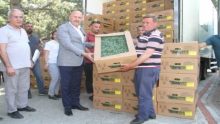 Kuyucak'ta binlerce domates fidesi dağıtıldı