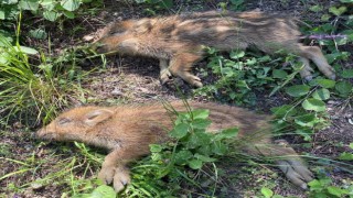 Yavru yaban domuzlarını çukurdan itfaiye ekipleri kurtardı