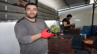 Yeşil Elmas ayda 30 bin kazandırıyor