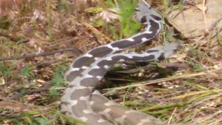 Yılanların dansı kameralara yansıdı