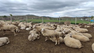 Aydın'da kurban kesim ve hareketliliklerinde uyulması gereken esaslar belirlendi
