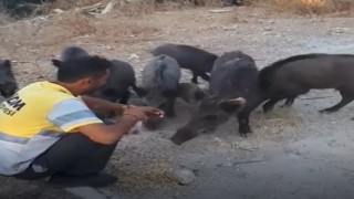 Belediye işçisi, yaban domuzlarını elleriyle besledi