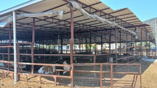 Didim'de hayvan hırsızlığına karışan şahıslar Afyon'da yakalandı