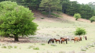 Dilek Yarımadası Milli Parkı’nda yaşayan yılkı atlarının sayısı her geçen gün artıyor