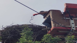 Hayvan sever Muhtar leylek yuvalarını temizletti