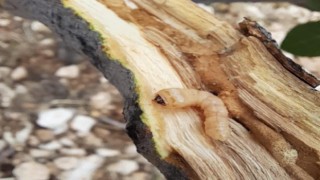 İncir ağaçlarında 'teke böceği' alarmı