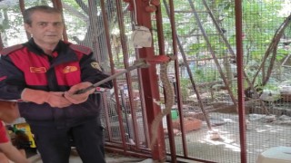 Karacasu'da zehirli yılan paniği