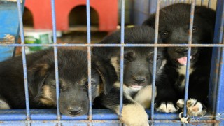 Kuşadası’nda sadık dostlar güvende