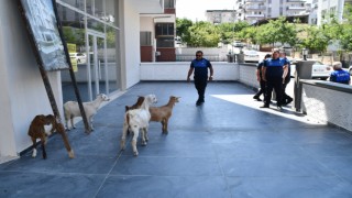 Söke’de başıboş keçiler toplandı